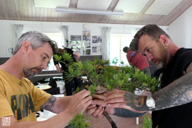 scots pine yamadori bonsai